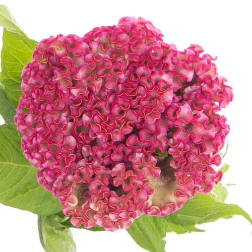 Hahnenkamm rosa Turbo Kamm 18cm 85cm