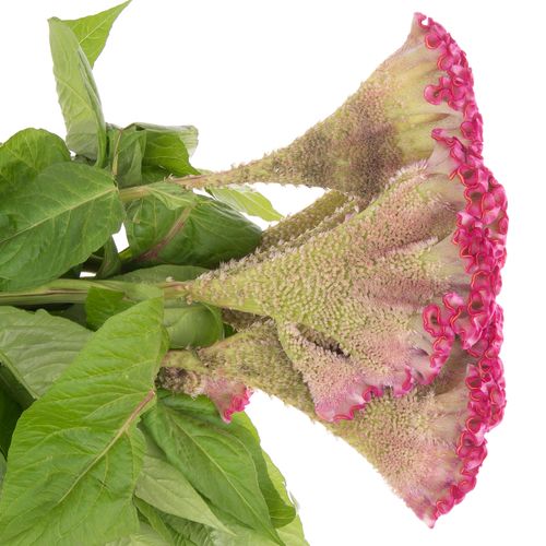 Hahnenkamm rosa Turbo Kamm 18cm 85cm