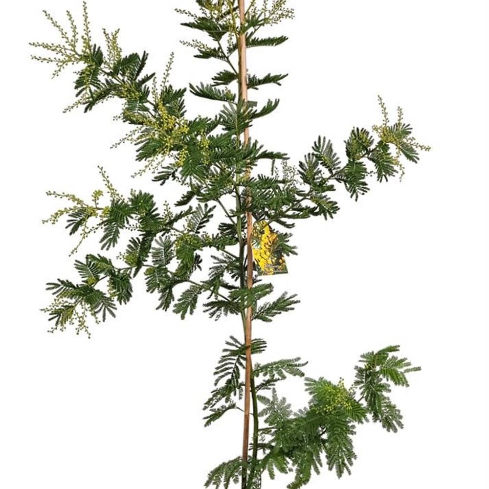 Acacia Mimosa auf Stamm T24 H016