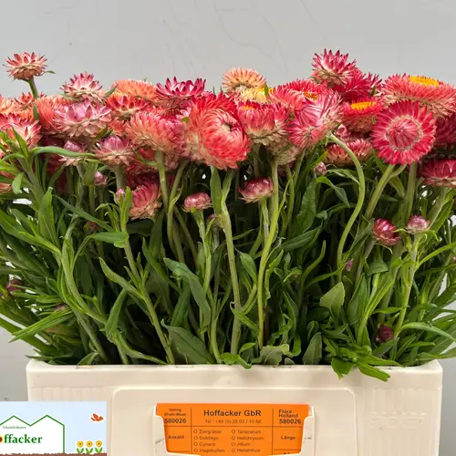 Helicrysum Or/ap 55cm Ex