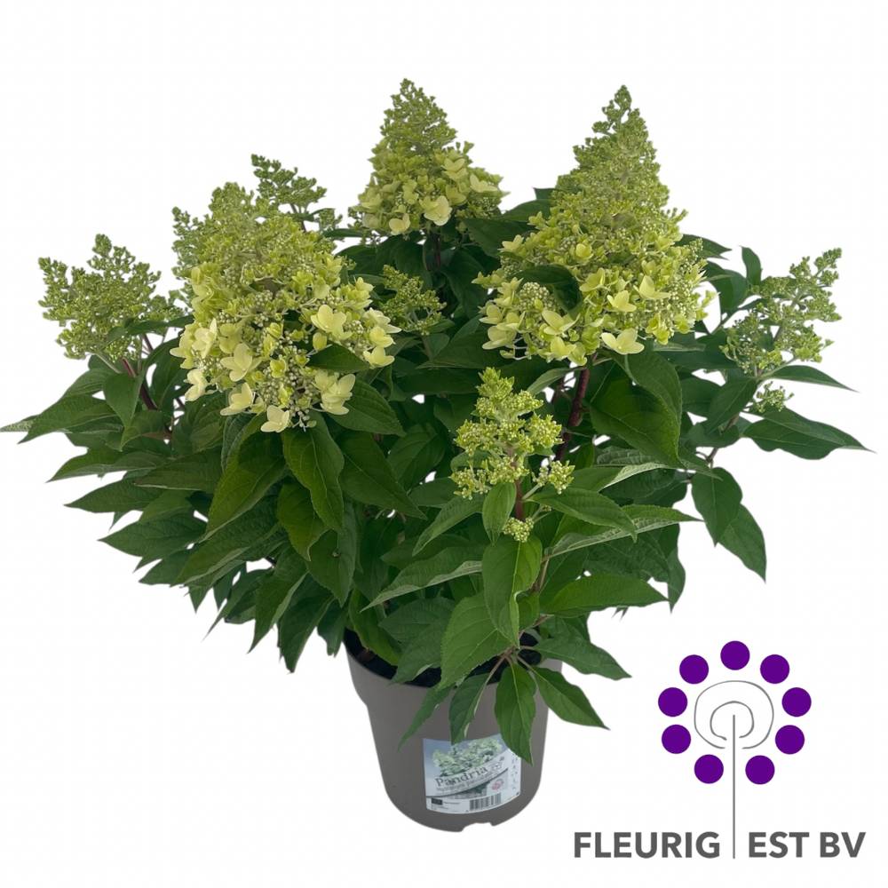 Hydrangea Paniculata Pandria T23 H045