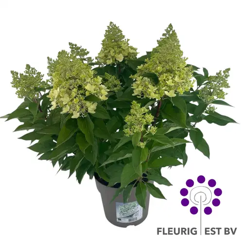Hydrangea Paniculata Pandria T23 H045