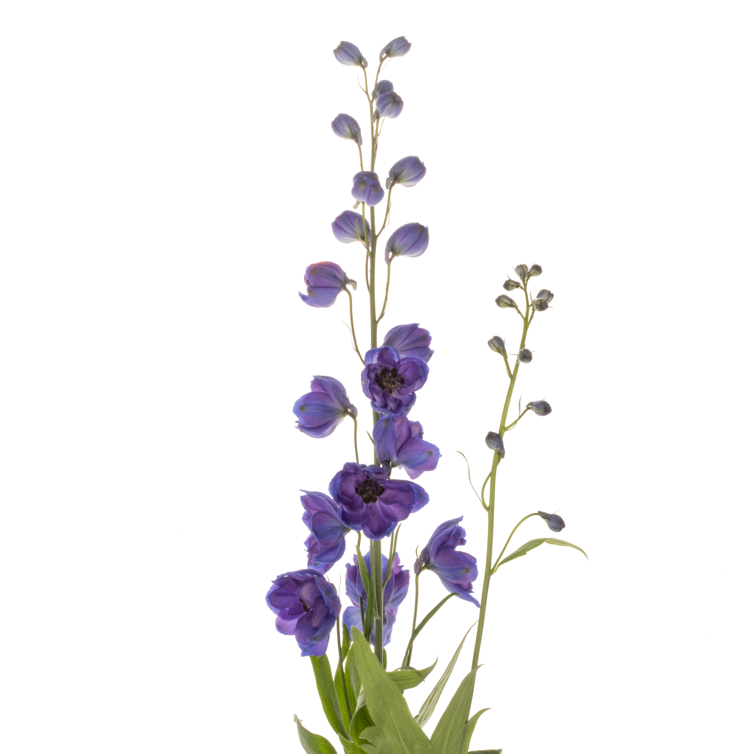 Delphinium lila/blau Ohio 90cm