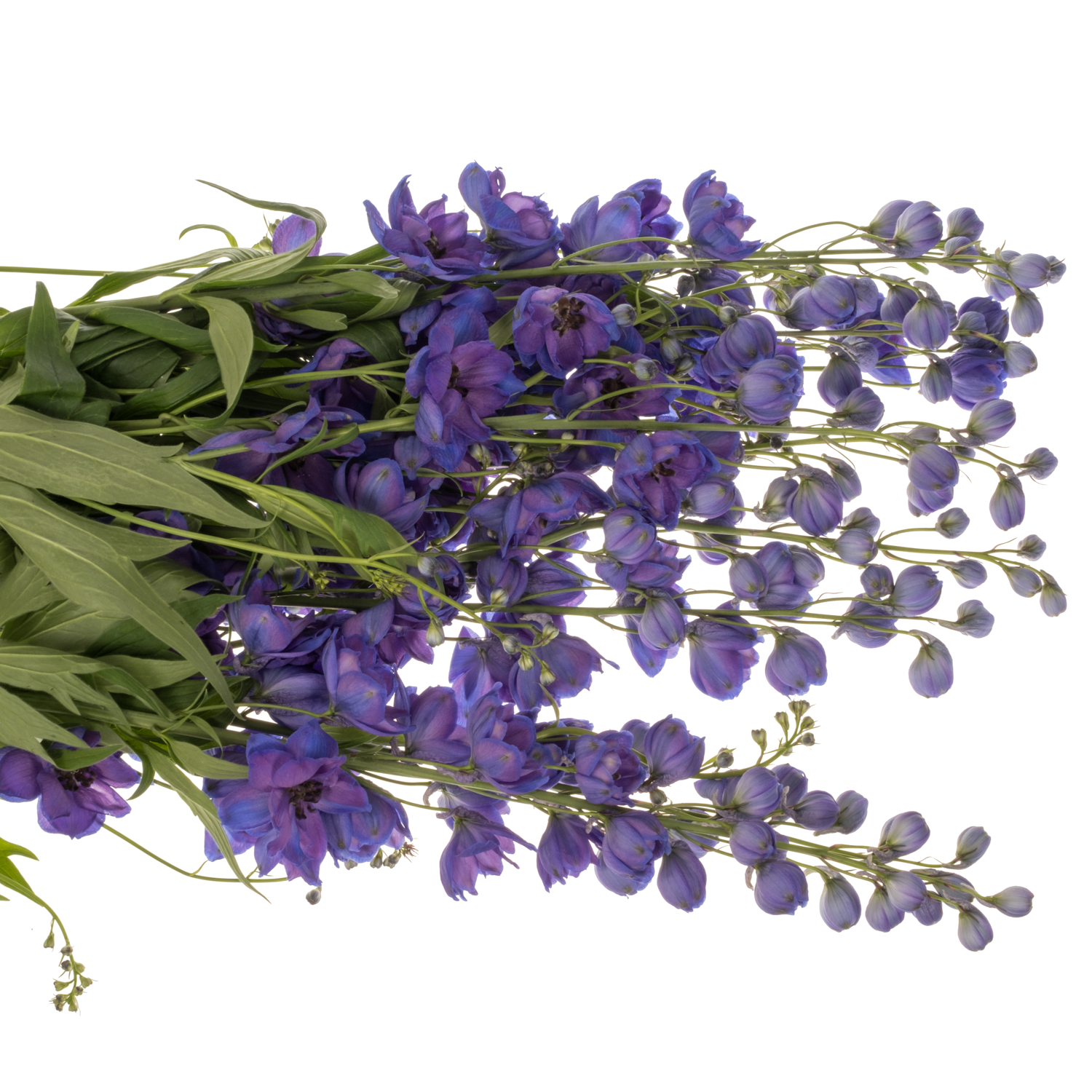 Delphinium lila/blau Ohio 90cm