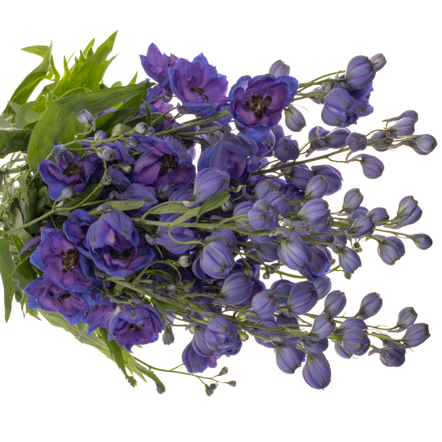 Delphinium lila/blau Ohio 90cm