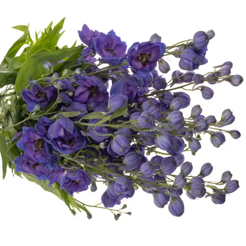 Delphinium lila/blau Ohio 90cm