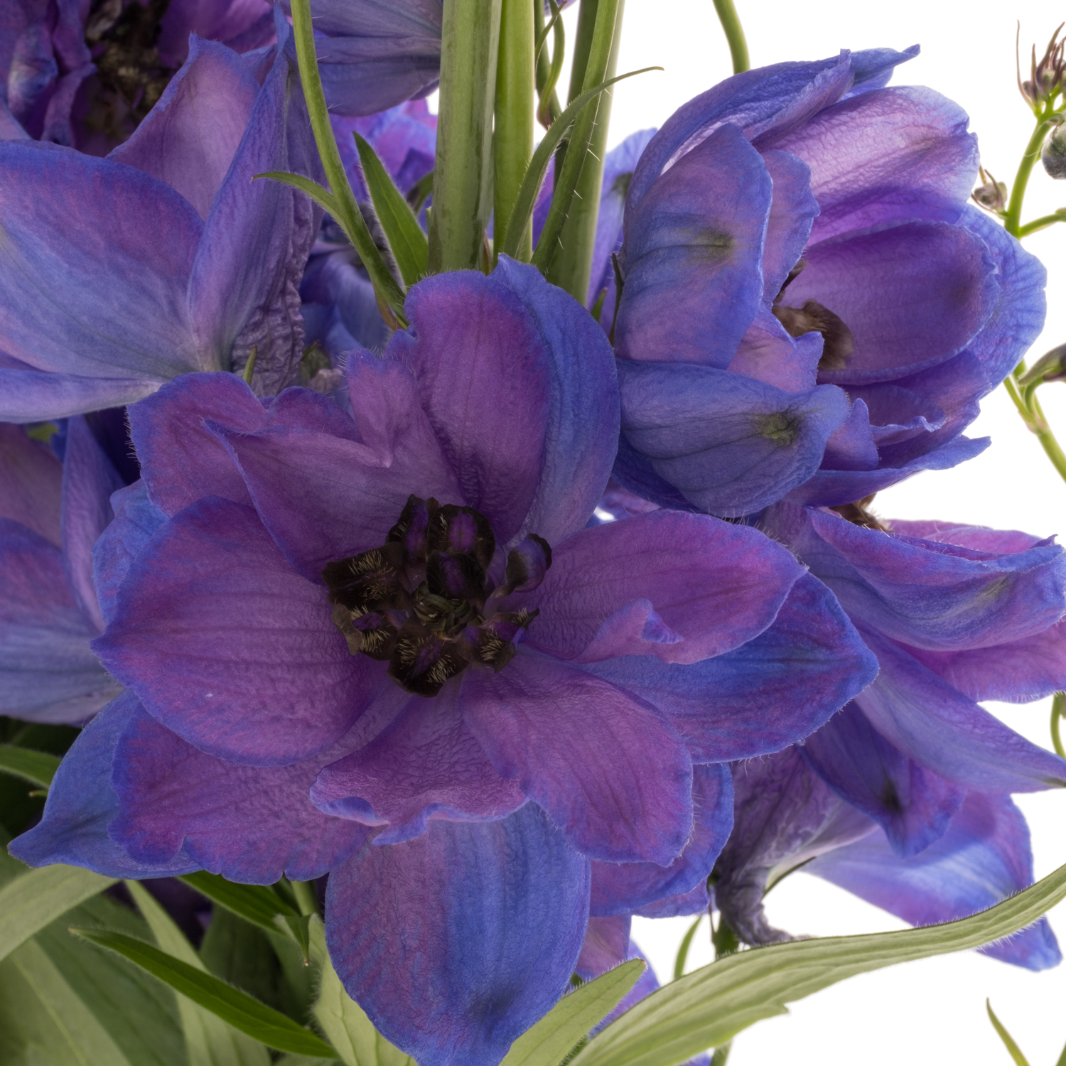 Delphinium lila/blau Ohio 90cm