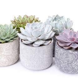 Echeveria mix im Toledo Keramik T14 H014