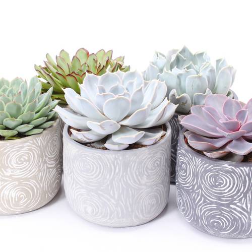 Echeveria mix im Toledo Keramik T14 H014