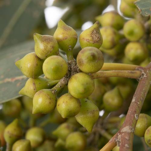 Populus grün Exotica Frucht 150 Gramm 35cm