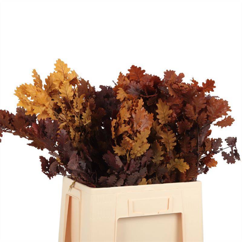 Prparierte Eichenblatt Herbstfarbe (Prpariert) | Heyl - Blumengrohandel  / Floristikgrohandel