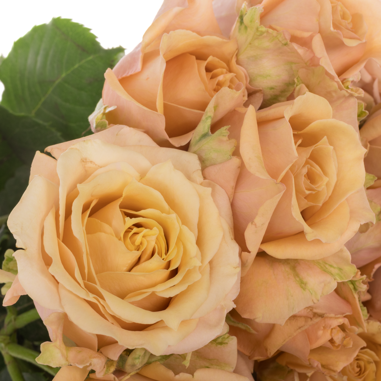 Rose verzweigt apricot Sahara Sensation 50cm