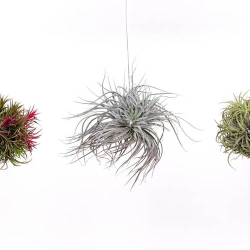 Tillandsia Trio H5