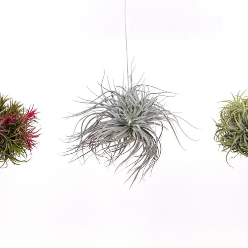 Tillandsia Trio H5