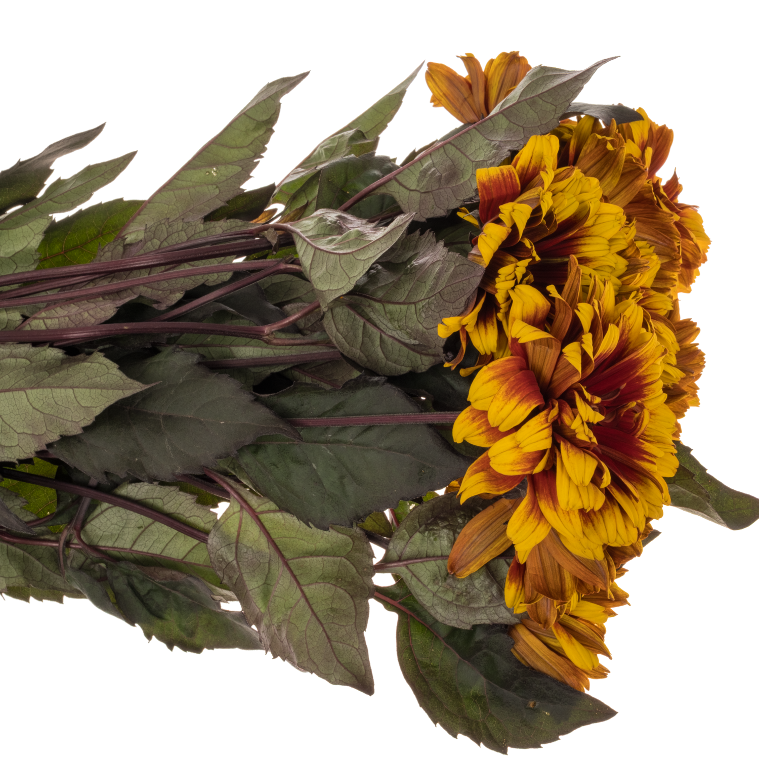 Heliopsis gelb/rot-braun Bonfire Sunset 70cm