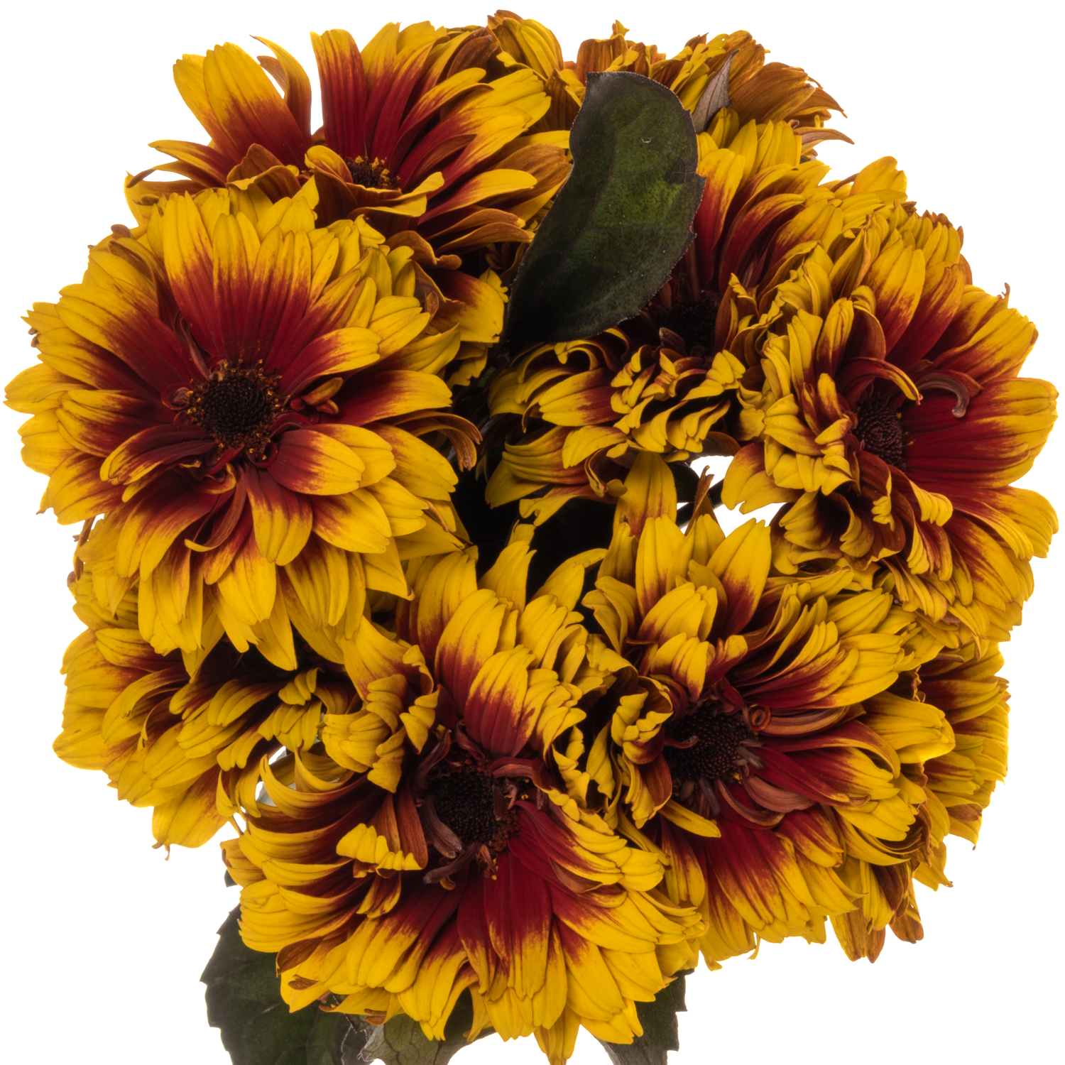 Heliopsis gelb/rot-braun Bonfire Sunset 70cm