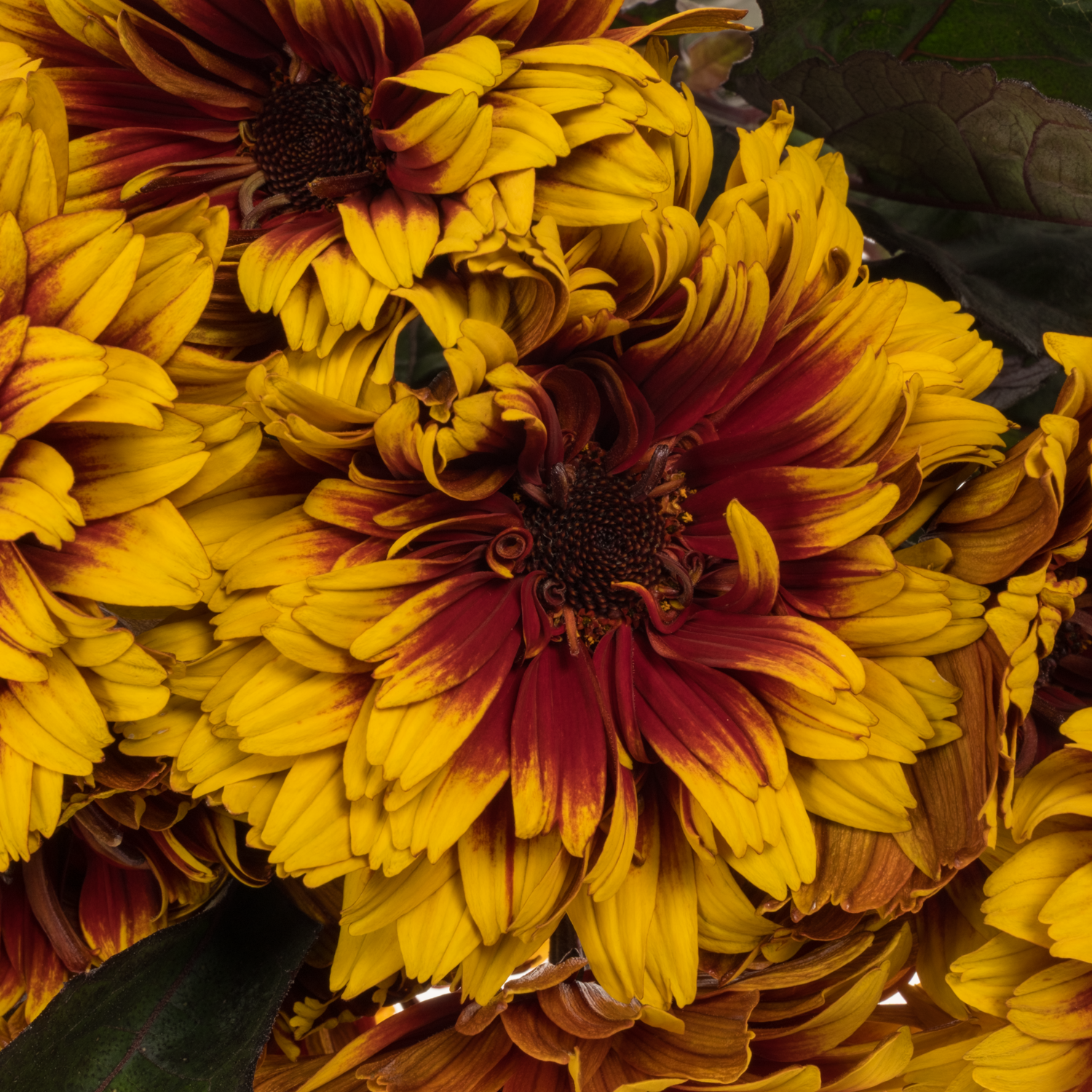 Heliopsis gelb/rot-braun Bonfire Sunset 70cm