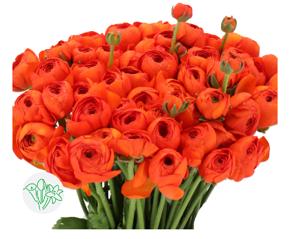 Ranunkel dunkel orange Cloni Valencia 40cm x 30