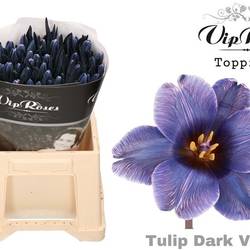 Tulpe blau gefärbt Dark violet 32 Gramm