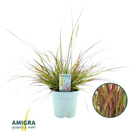 Pennisetum grün/rot Burgundy Bunny T17 H050