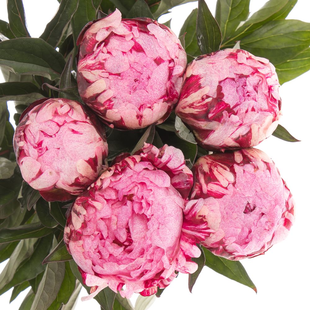 Pfingstrose rosa The Fawn 60cm