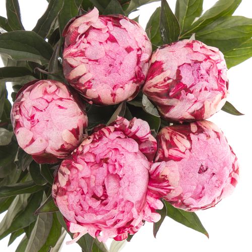 Pfingstrose rosa The Fawn 60cm