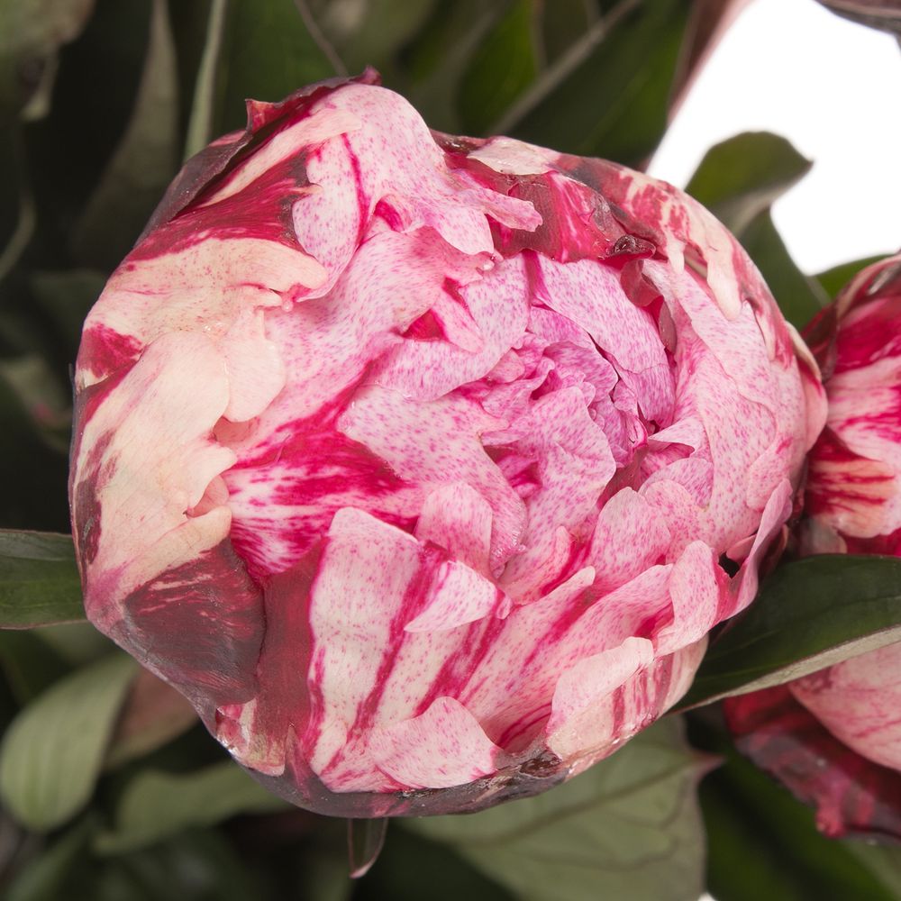 Pfingstrose rosa The Fawn 60cm