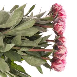 Pfingstrose rosa The Fawn 60cm