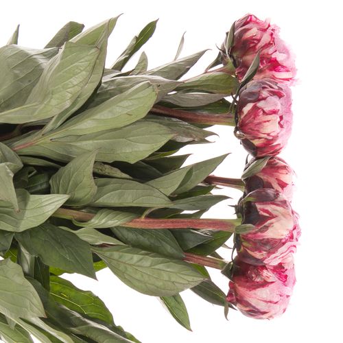 Pfingstrose rosa The Fawn 60cm