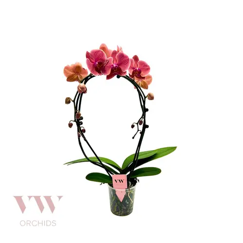 Phal.2-R orange Spiegelbogen T12 H045