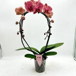 Phal.2-R orange Spiegelbogen T12 H045