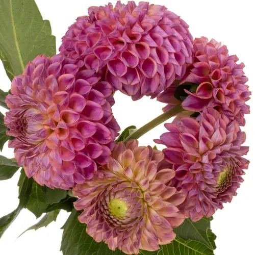 Dahlia lila Caitlins Joy 55cm