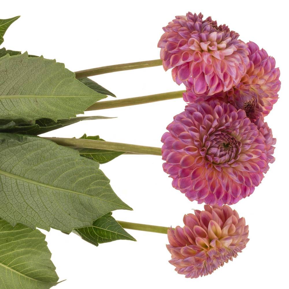 Dahlia lila Caitlins Joy 55cm