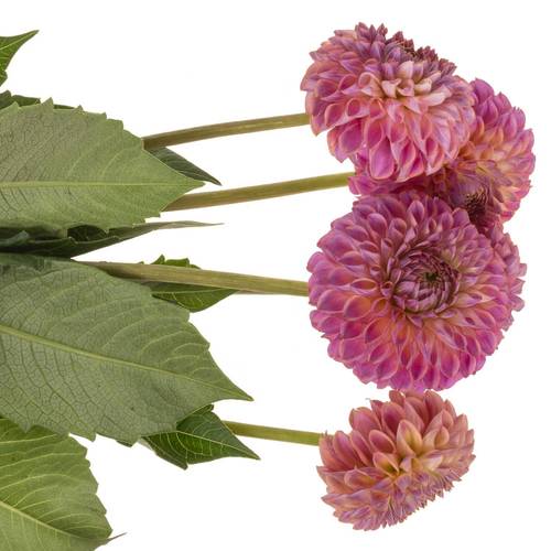 Dahlia lila Caitlins Joy 55cm