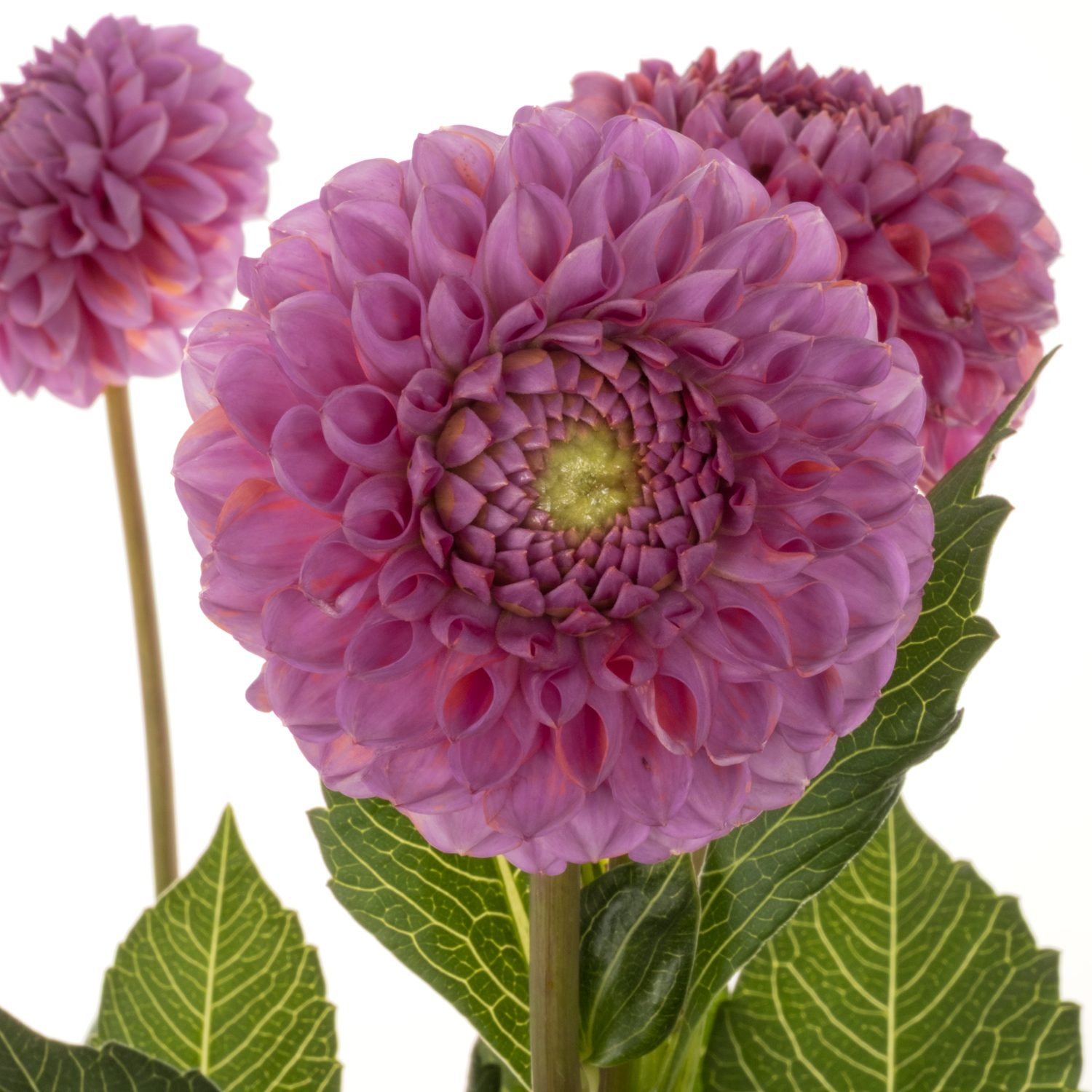 Dahlia lila Caitlins Joy 60cm