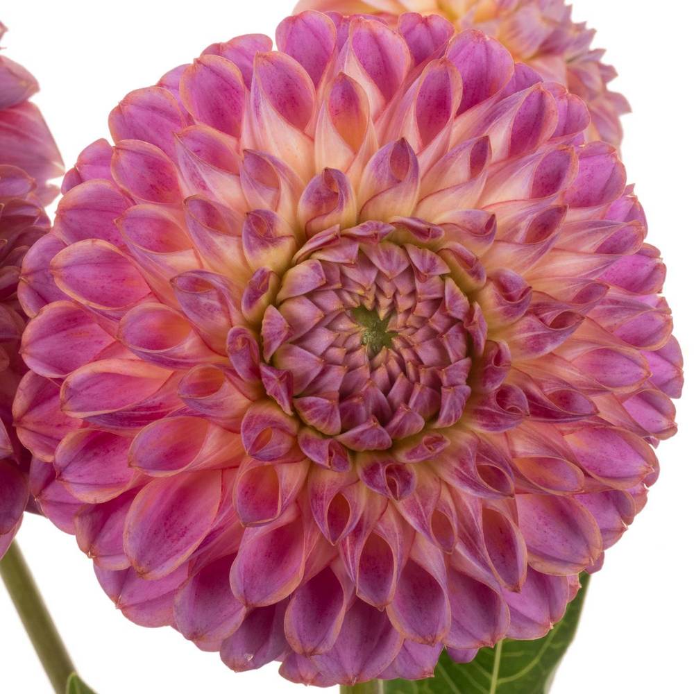 Dahlia lila Caitlins Joy 55cm