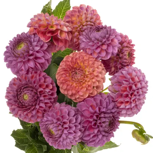 Dahlia lila Caitlins Joy 60cm