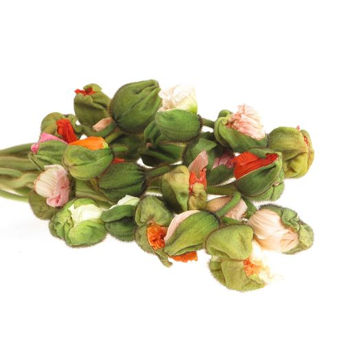 Klatschmohn mix 60cm