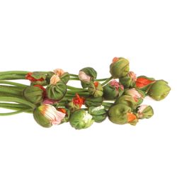 Klatschmohn mix 60cm