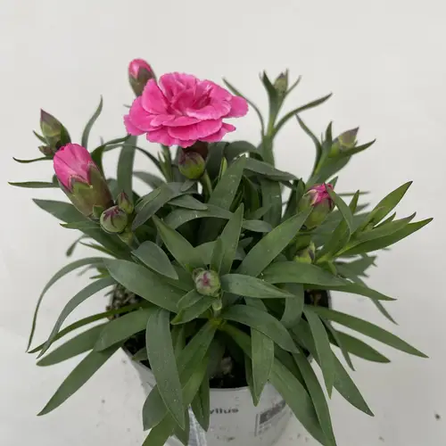 Dianthus rosa Oscar T09 H020