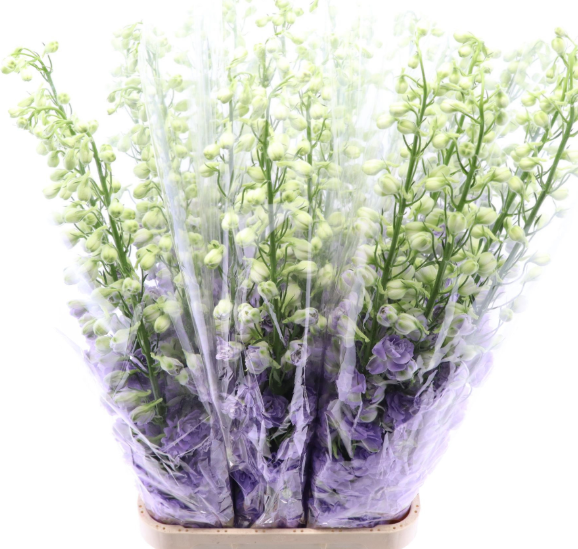 Delphinium milka Lavander 120 cm