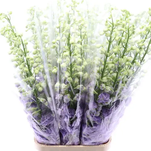 Delphinium milka Lavander 120 cm