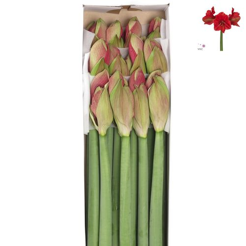 Amaryllis Krt.lila Hercules X12