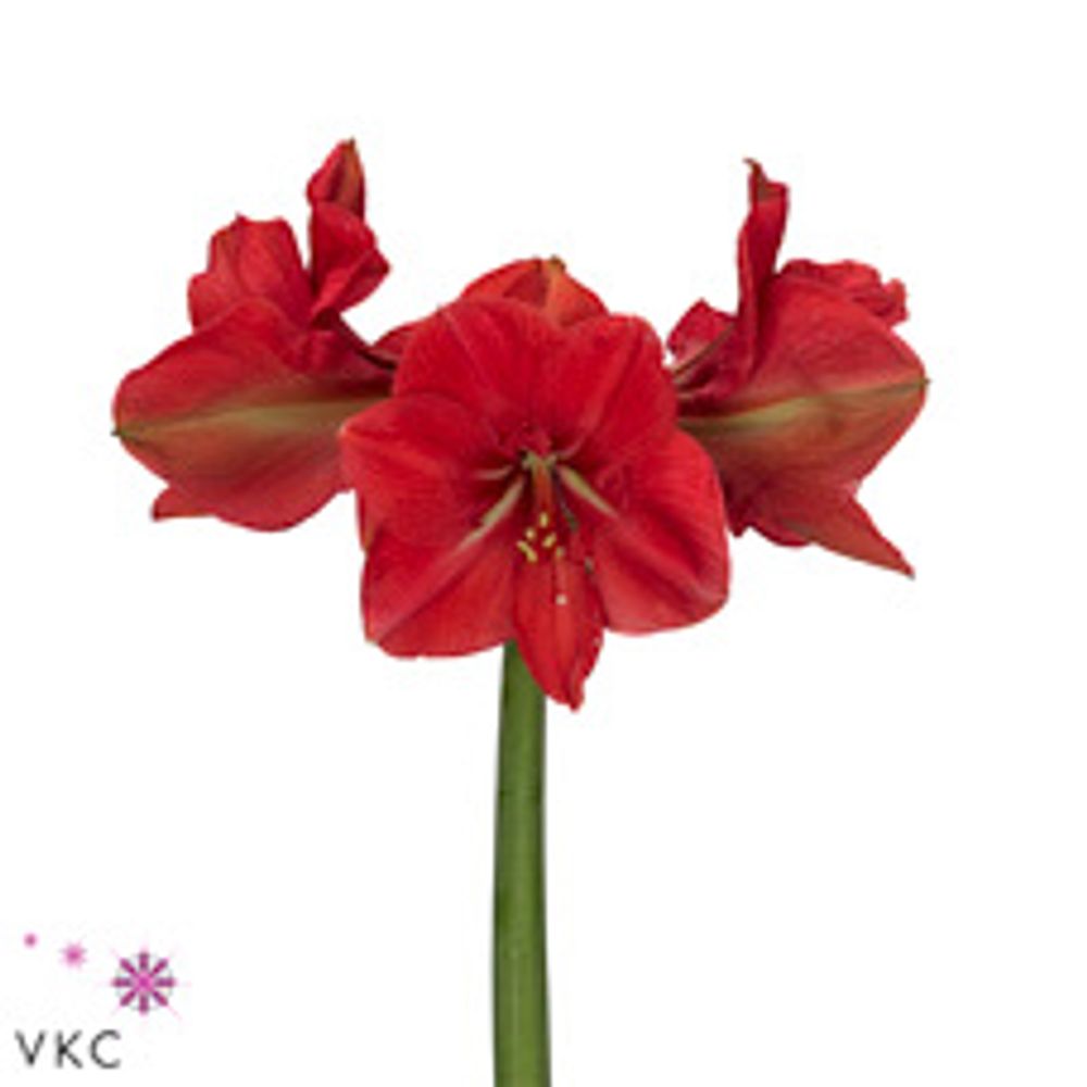 Amaryllis Krt.lila Hercules X12