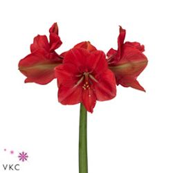 Amaryllis Krt.lila Hercules X12