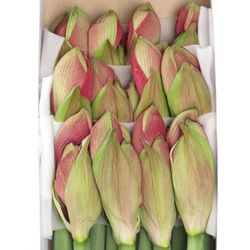 Amaryllis Krt.lila Hercules X12