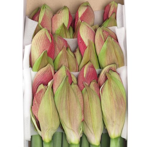 Amaryllis Krt.lila Hercules X12