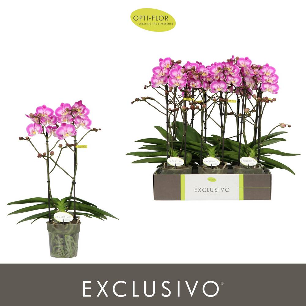 Phal.2-R rosa Cupido Exclusivo T12 H045