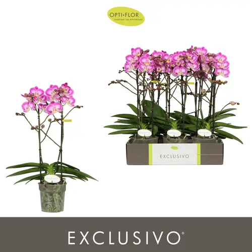 Phal.2-R rosa Cupido Exclusivo T12 H045