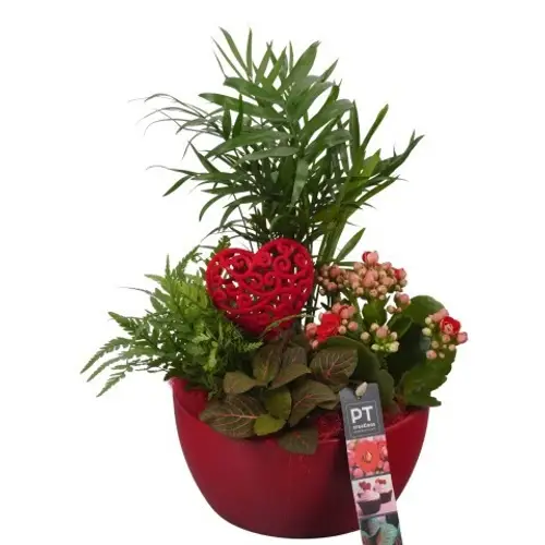 Chamaed.Arr PTVMB2205 T18 H035